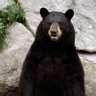 freakybear