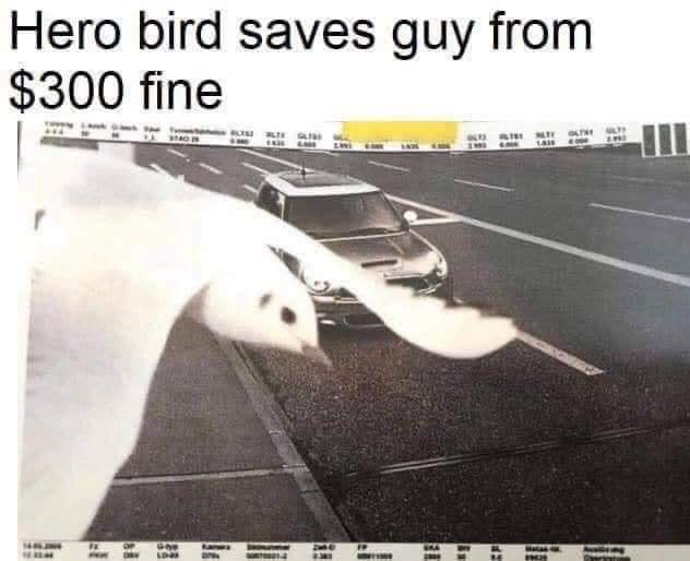 bird hero.jpg