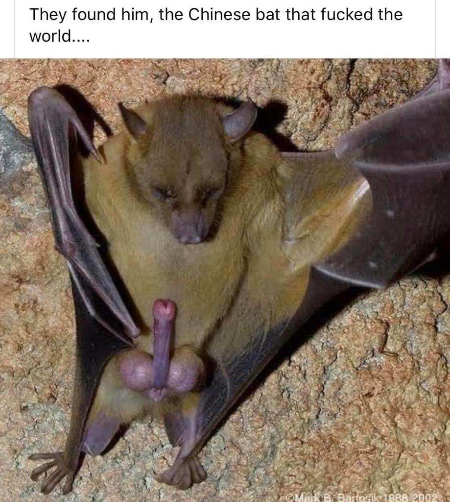 Corona Bad Bat.jpg