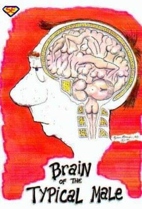 Male brain.jpg